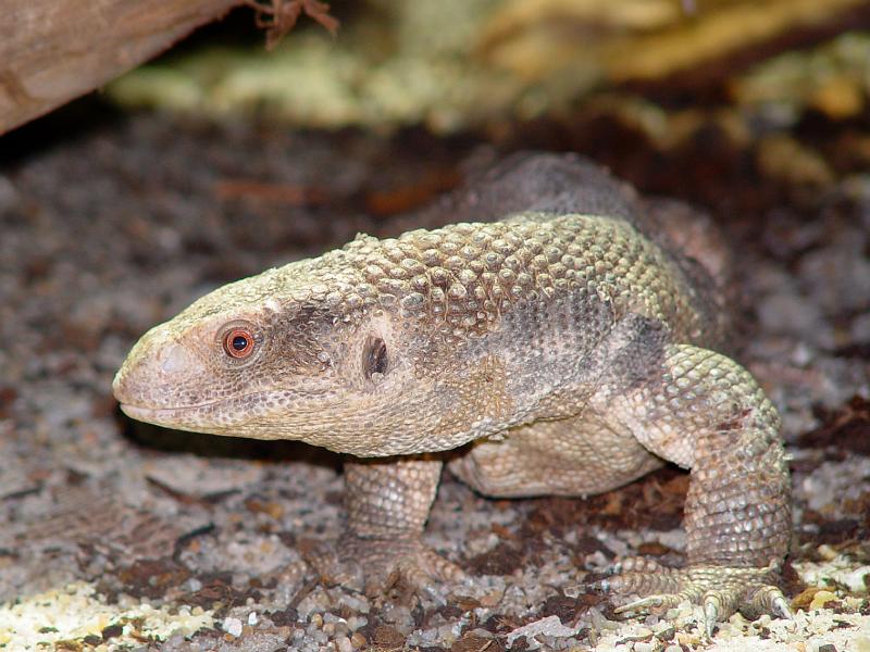 VIVARIUM Steppenwaran.JPG